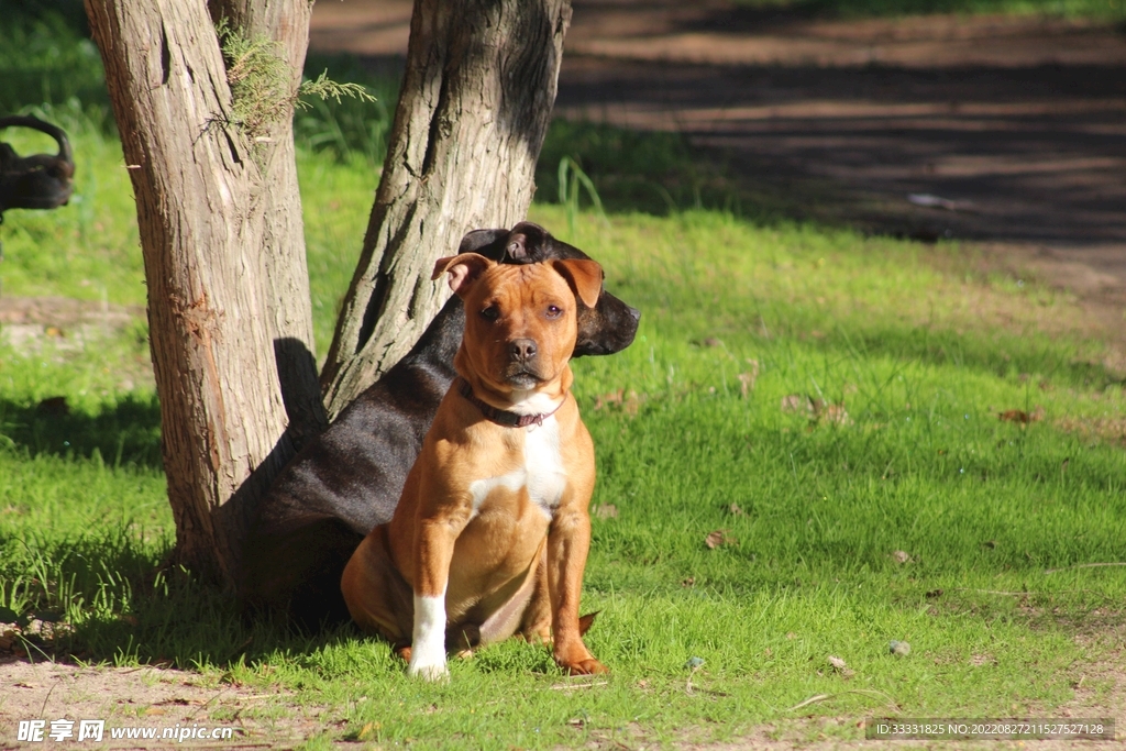 斗牛犬