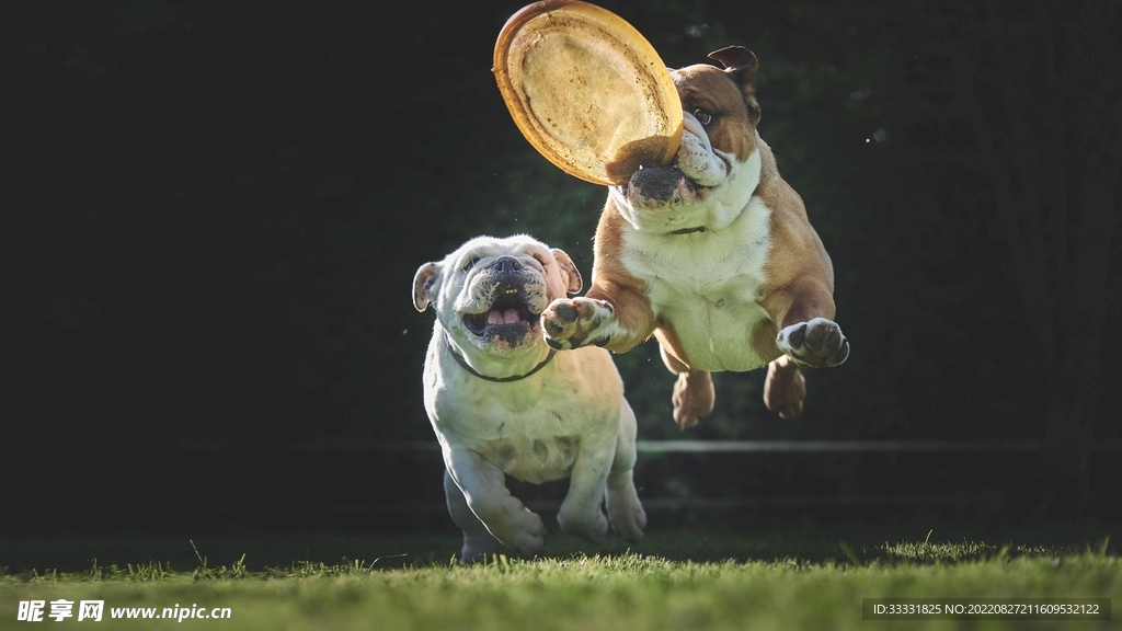 斗牛犬