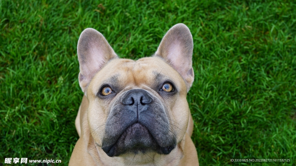 斗牛犬