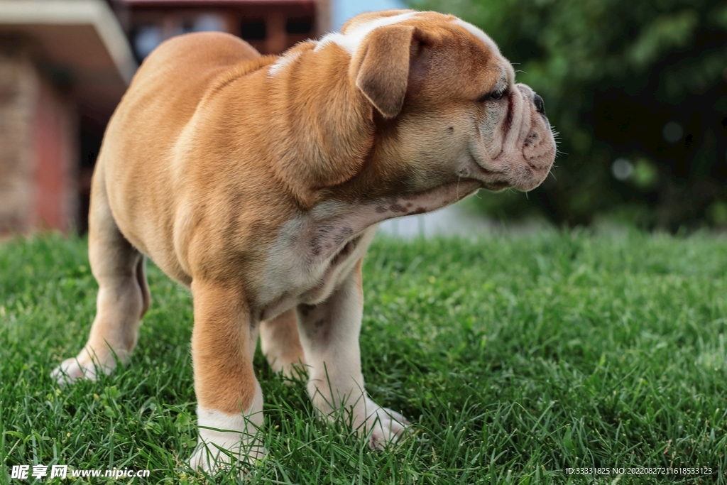 斗牛犬