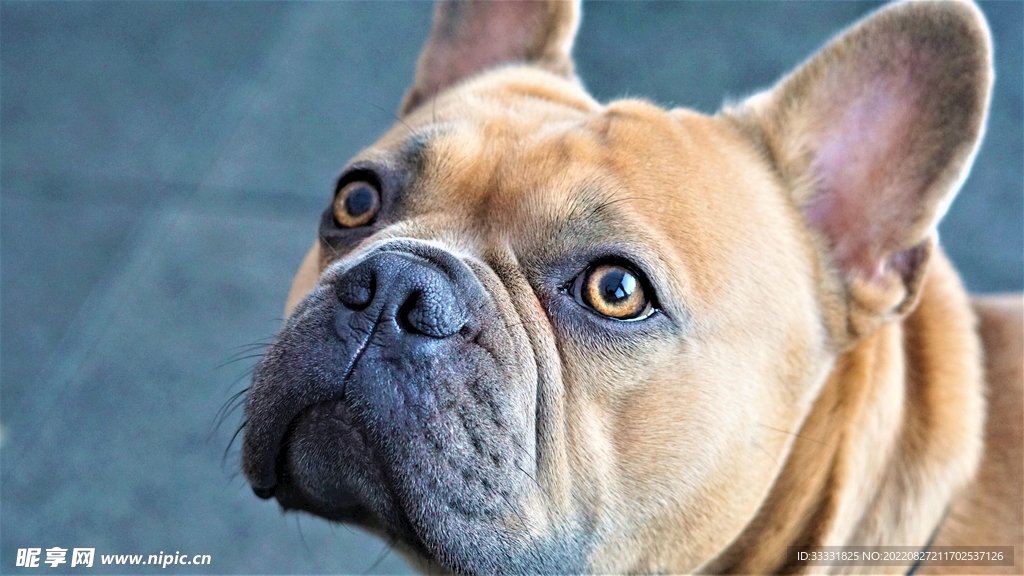 斗牛犬