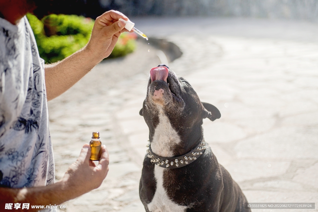斗牛犬