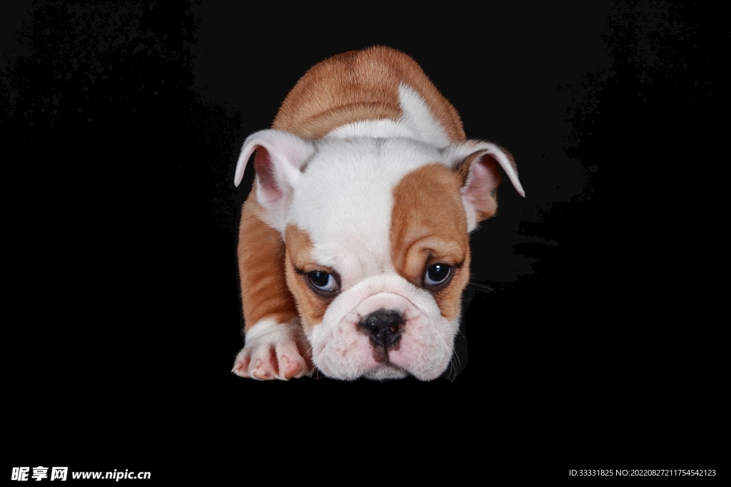 斗牛犬