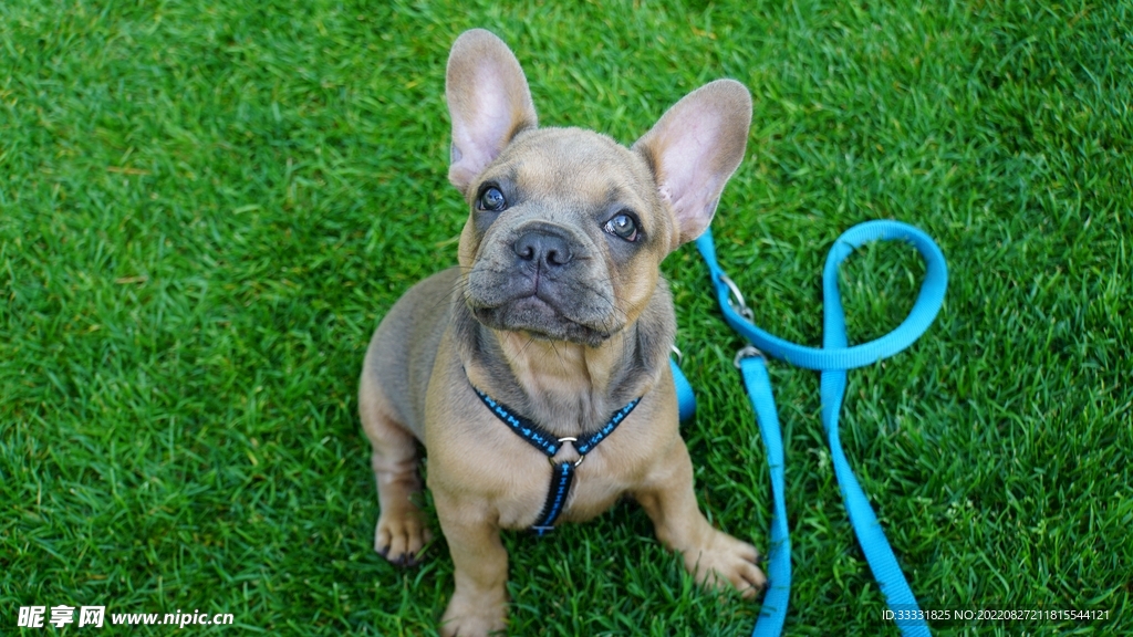 斗牛犬