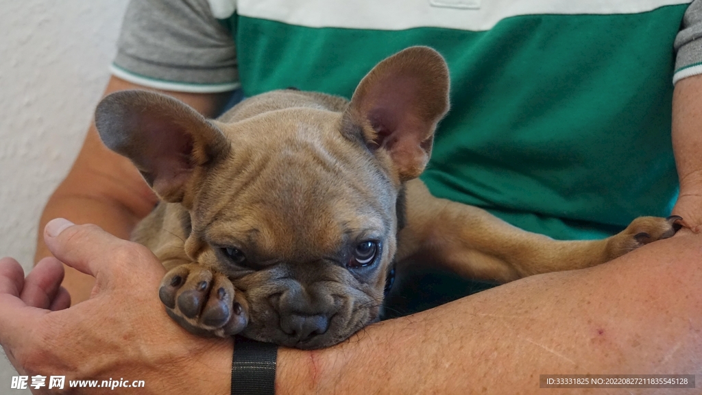 斗牛犬