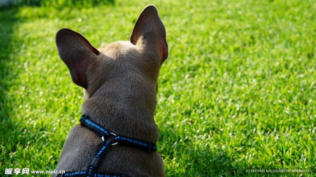 斗牛犬