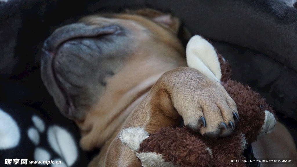 斗牛犬