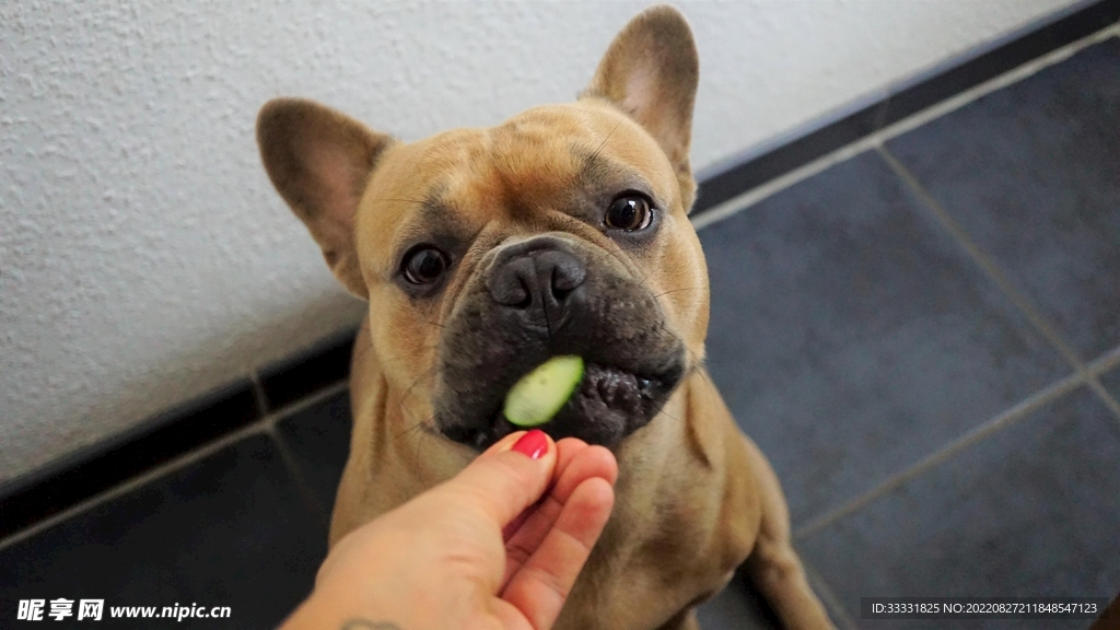斗牛犬