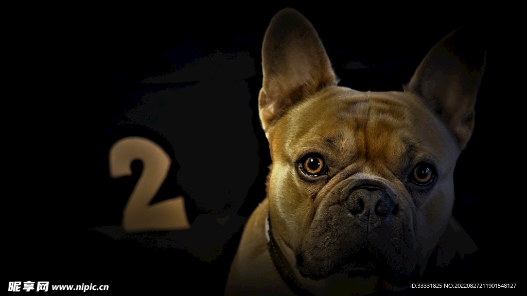斗牛犬