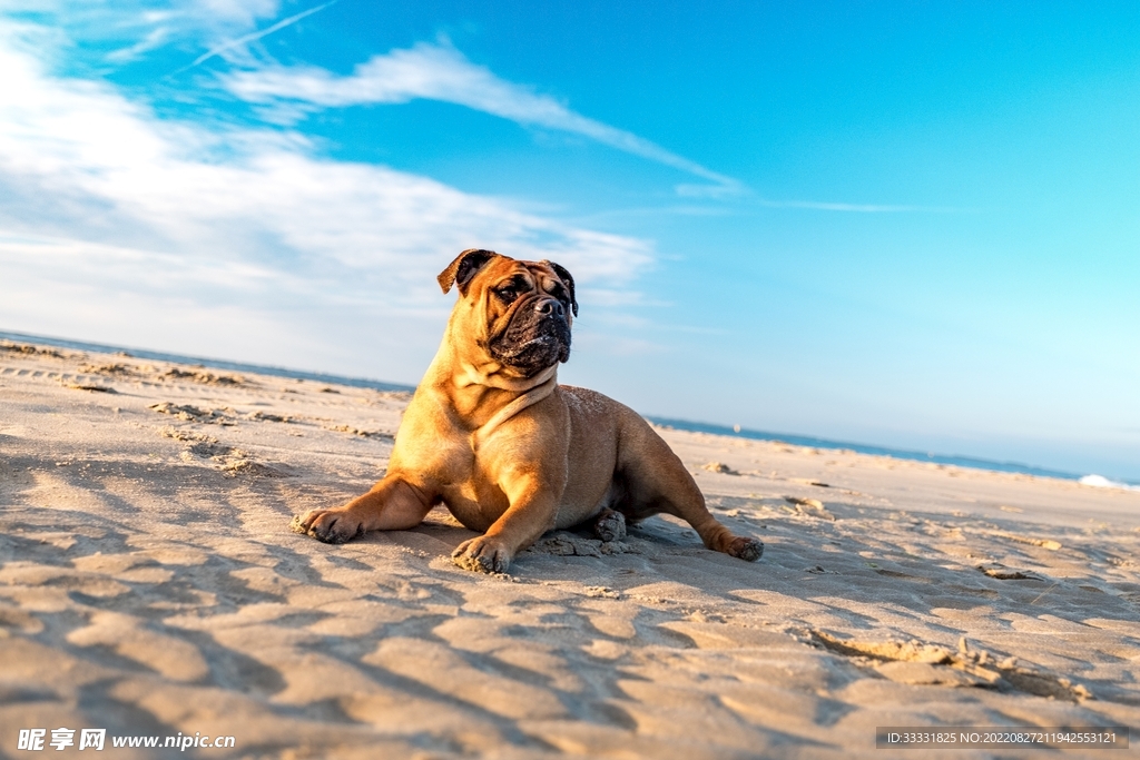 斗牛犬