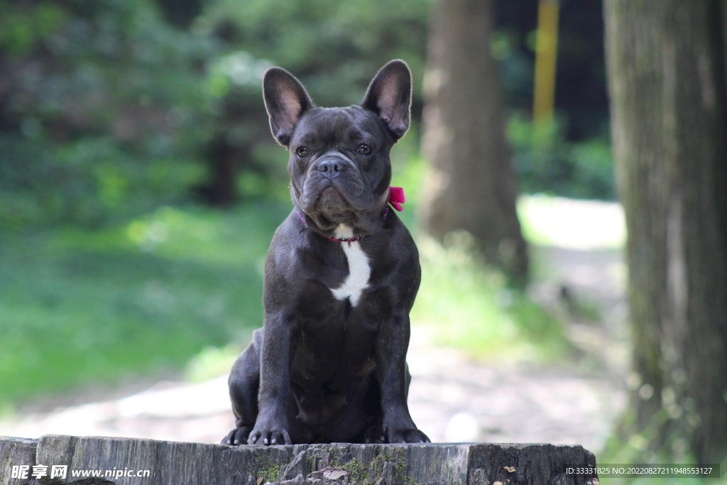 斗牛犬