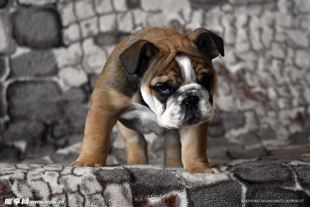 斗牛犬