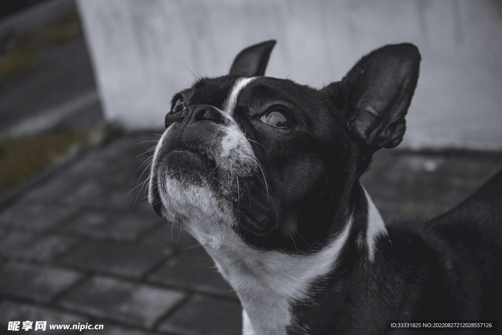 斗牛犬