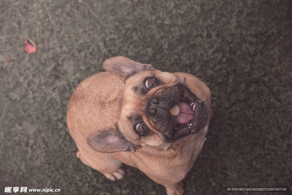 斗牛犬