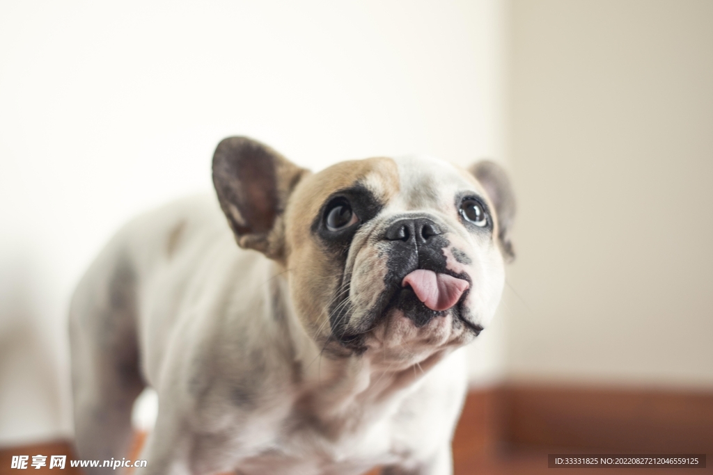 斗牛犬