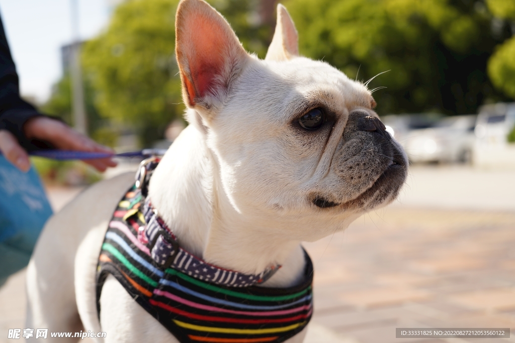 斗牛犬