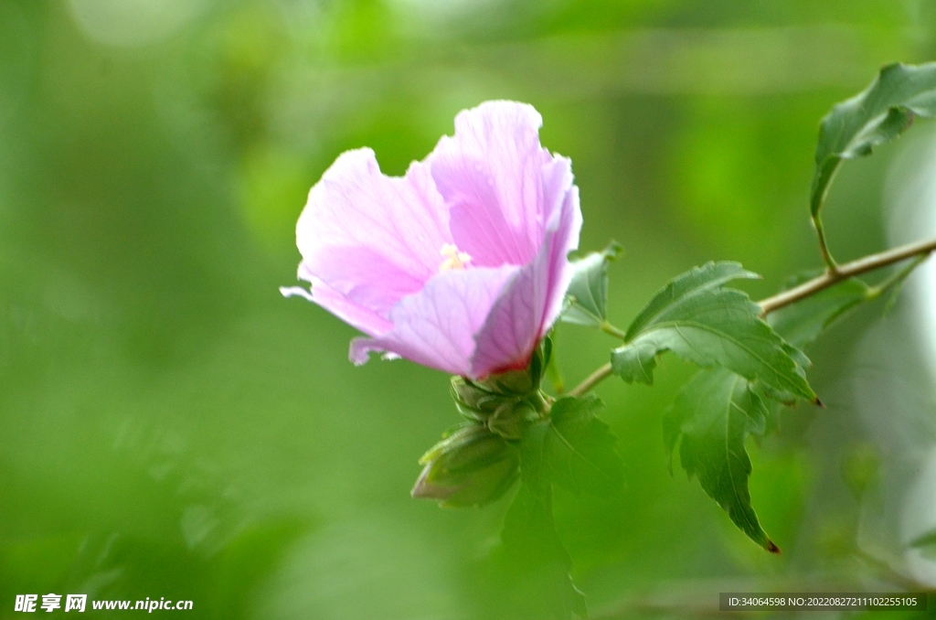 木槿花