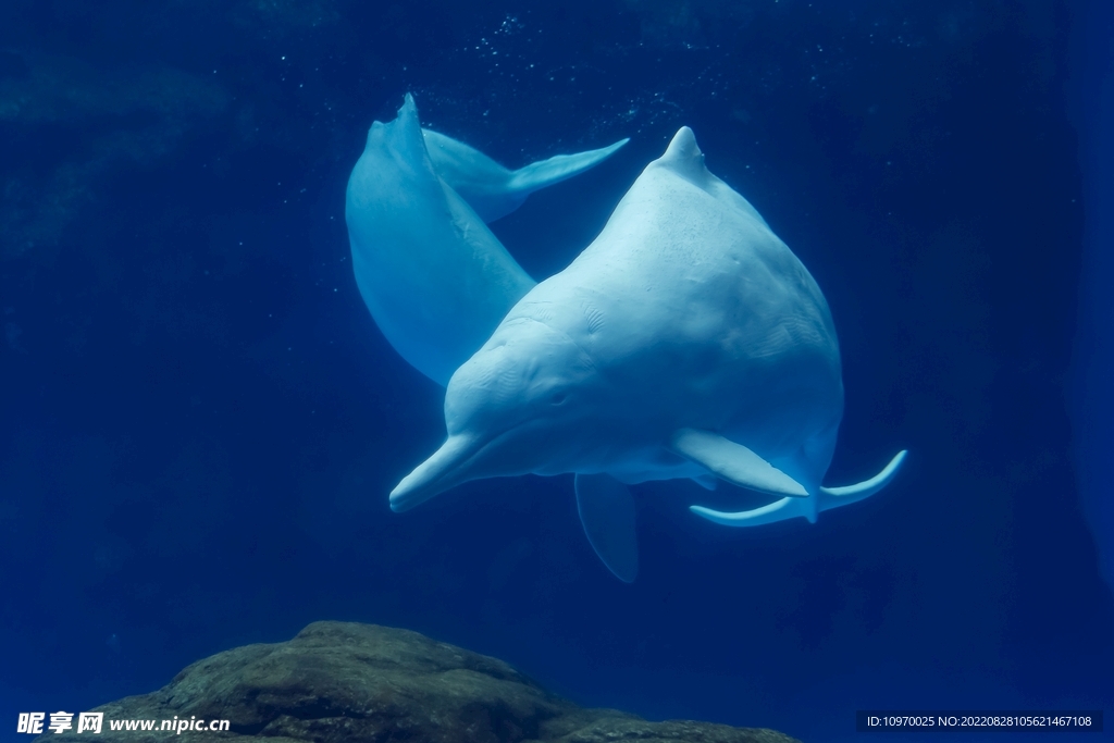 中华白海豚摄影图