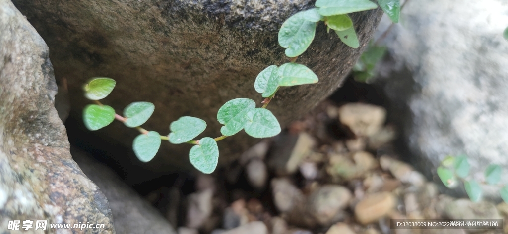 草