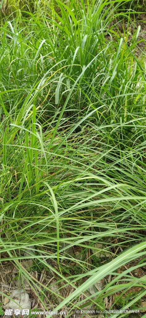 草