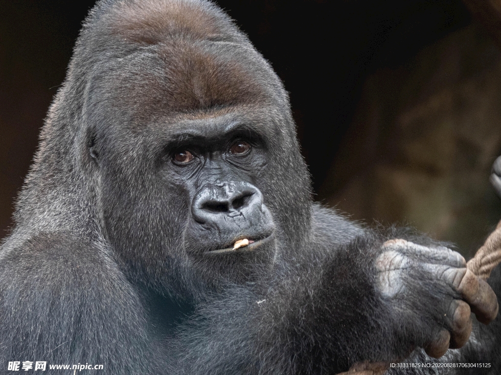大猩猩吃香蕉,猩猩吃香蕉,黑猩猩吃香蕉_大山谷图库