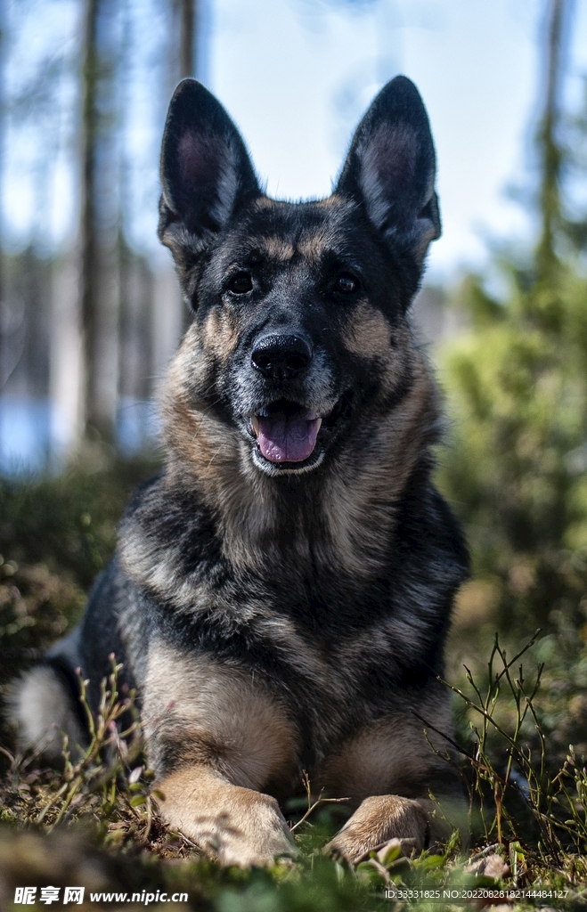 德国牧羊犬