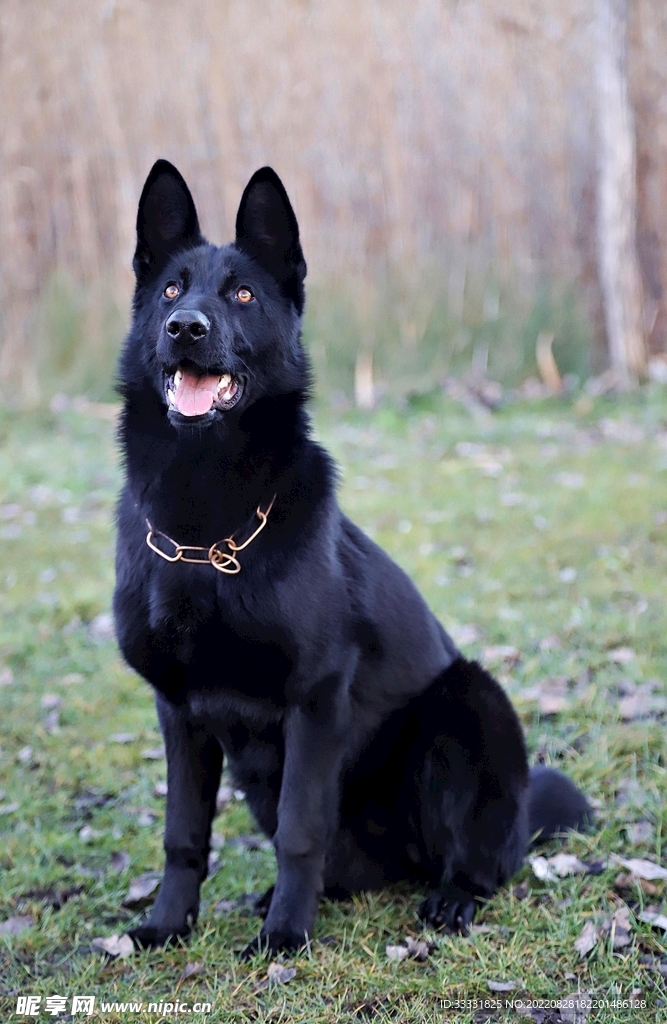 德国牧羊犬