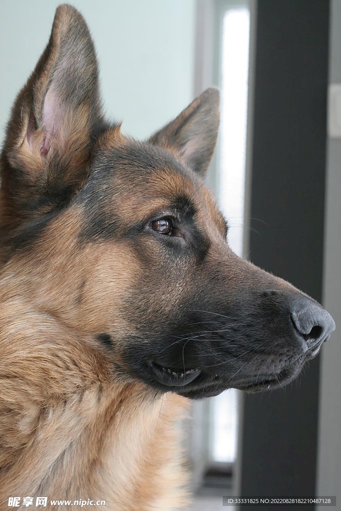 德国牧羊犬