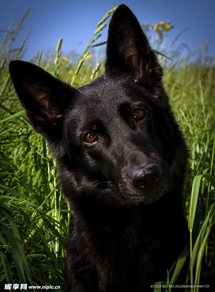 德国牧羊犬