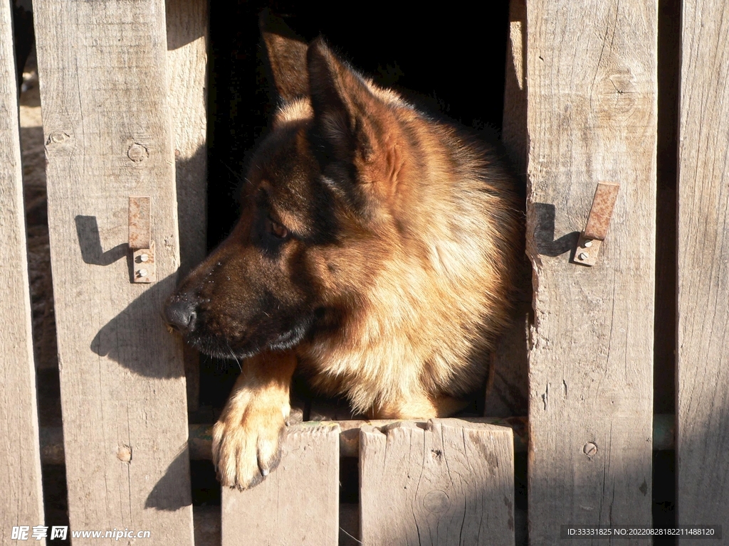 德国牧羊犬