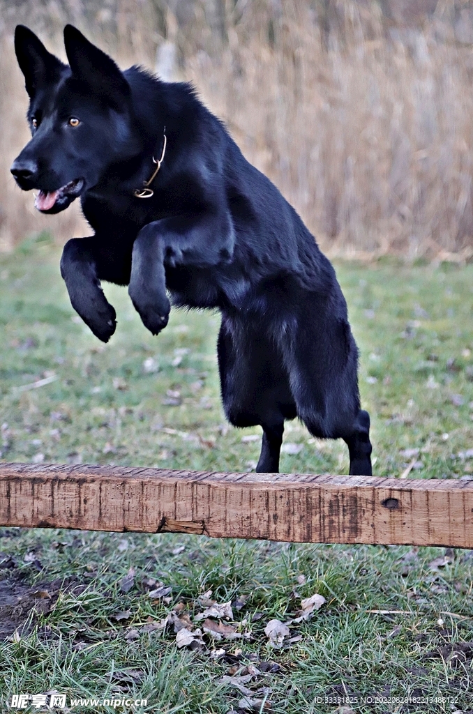 德国牧羊犬