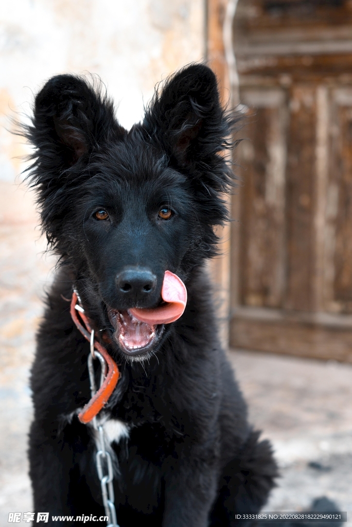 德国牧羊犬