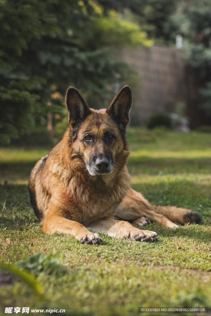 德国牧羊犬