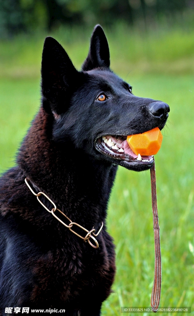 德国牧羊犬