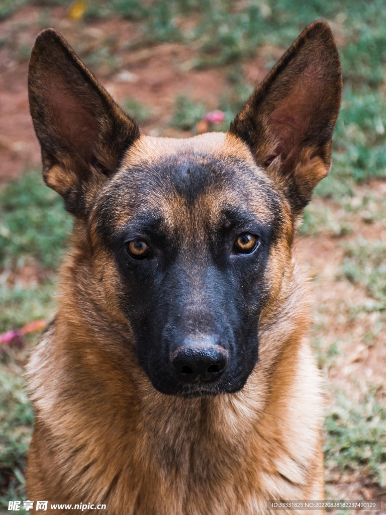 德国牧羊犬