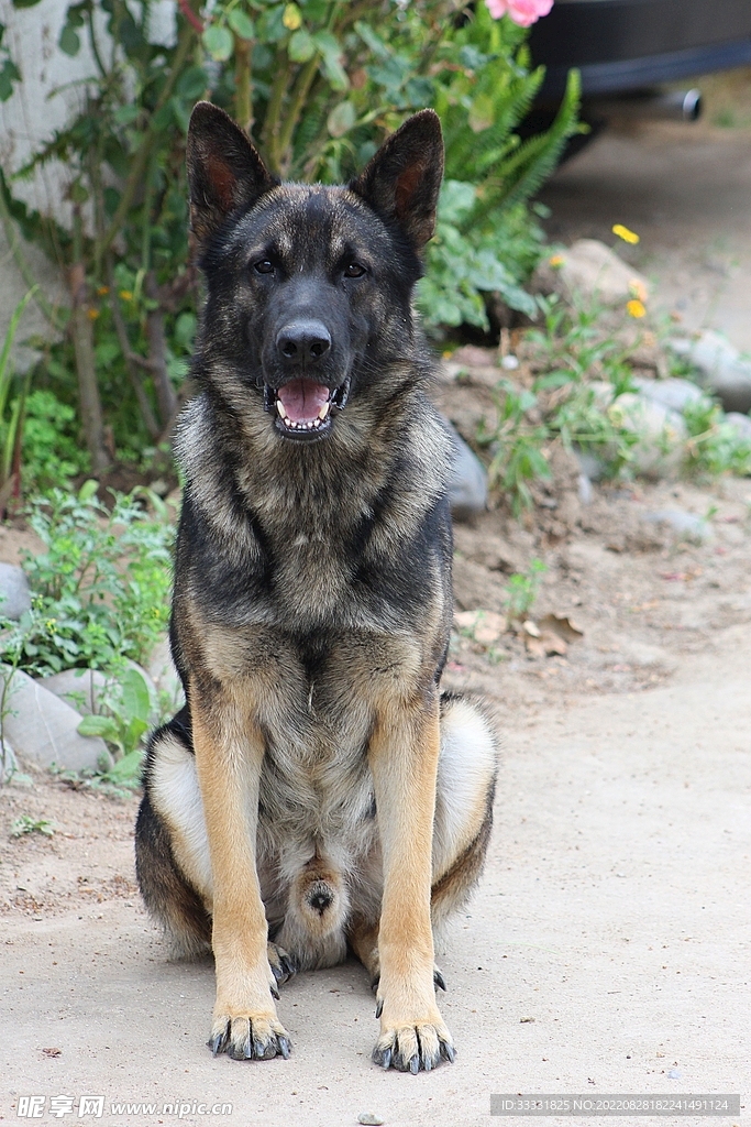 德国牧羊犬