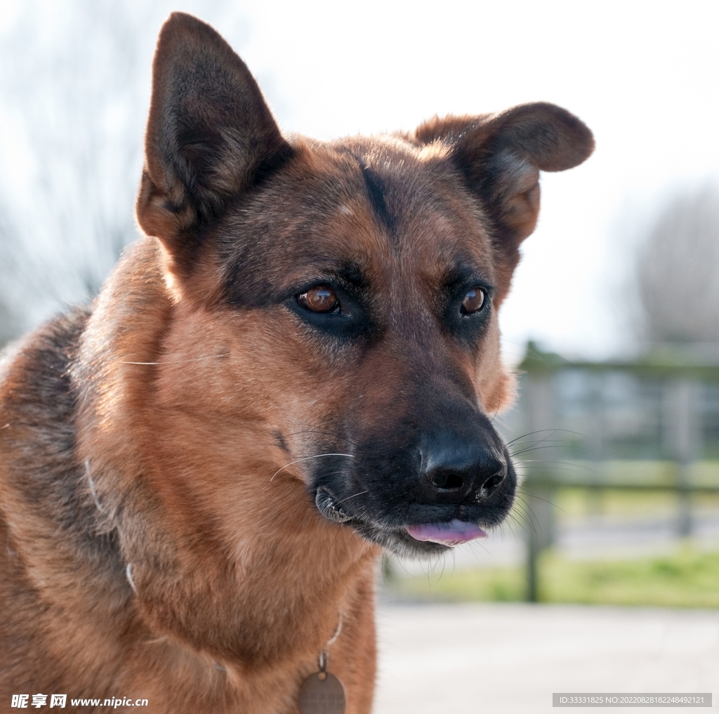 德国牧羊犬