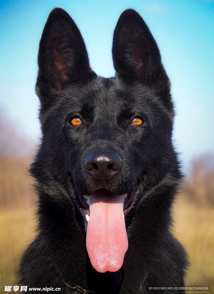 德国牧羊犬