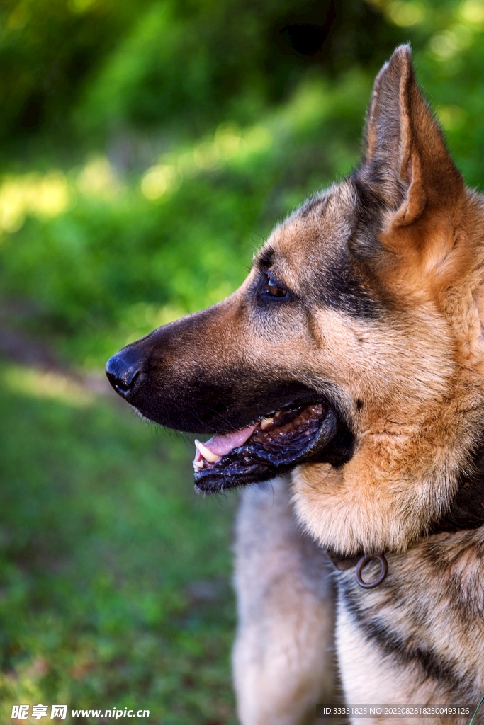 德国牧羊犬