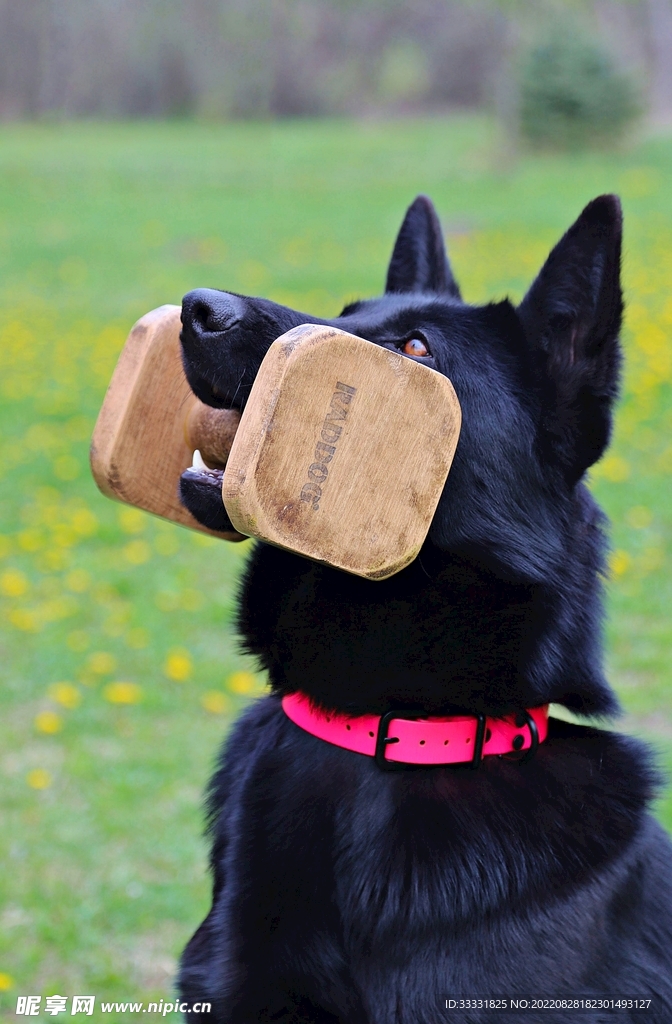 德国牧羊犬