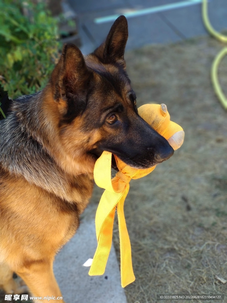 德国牧羊犬