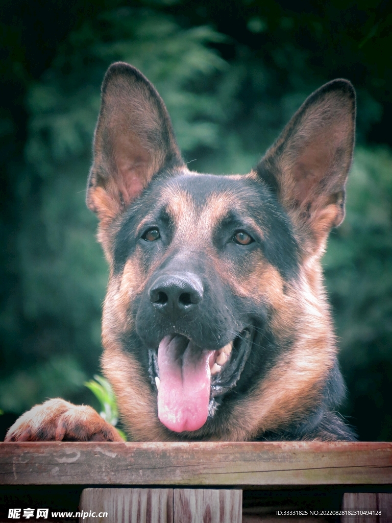 德国牧羊犬