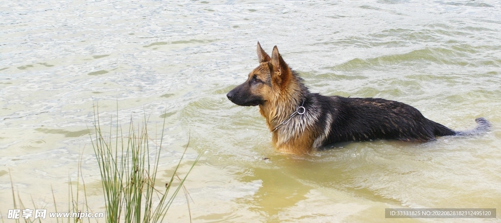 德国牧羊犬