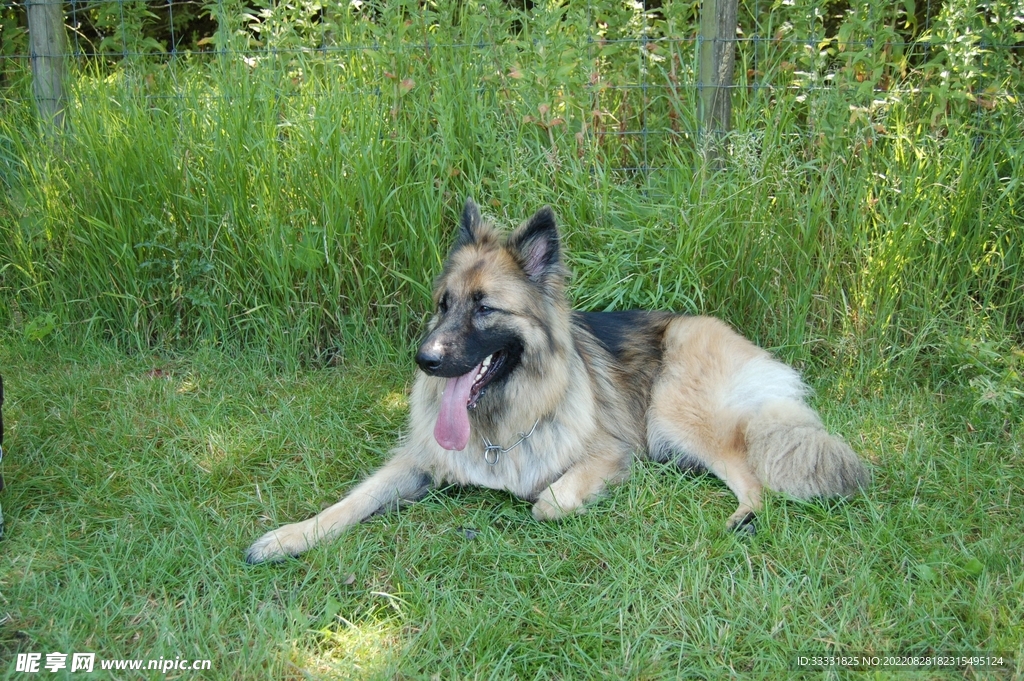 德国牧羊犬