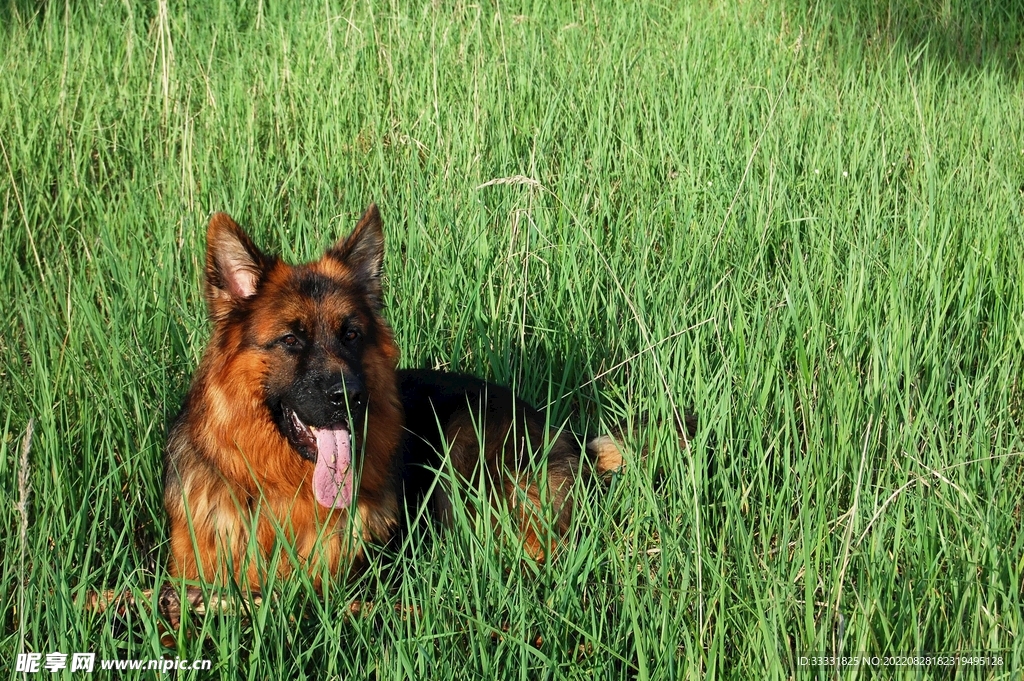 德国牧羊犬