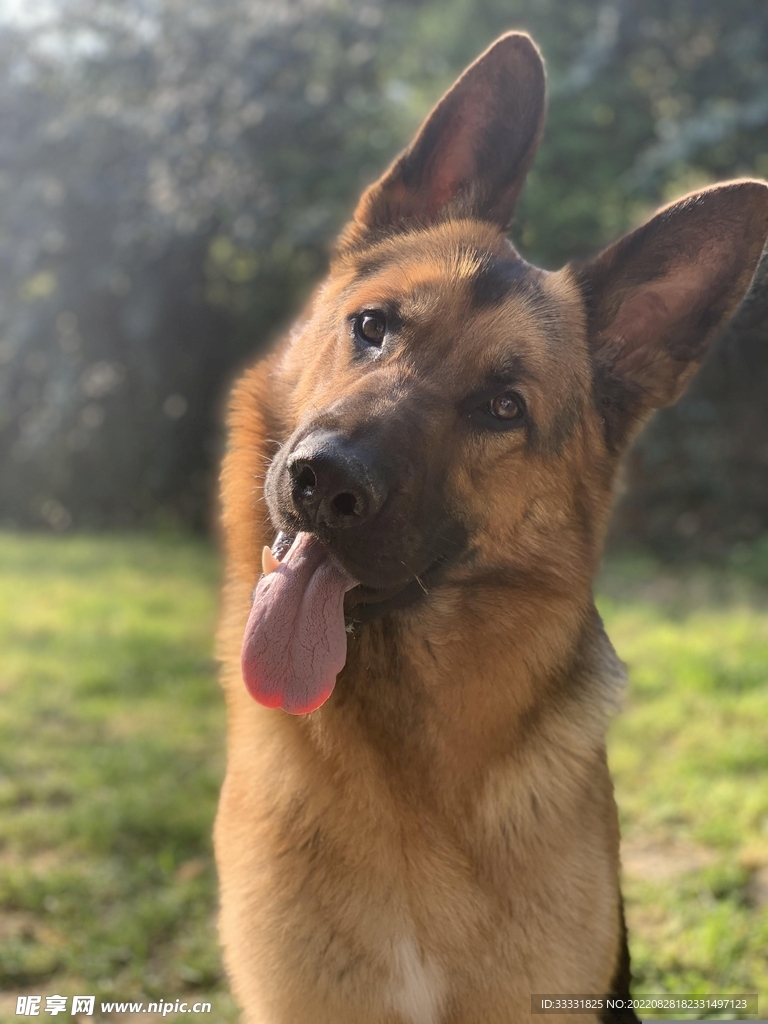 德国牧羊犬