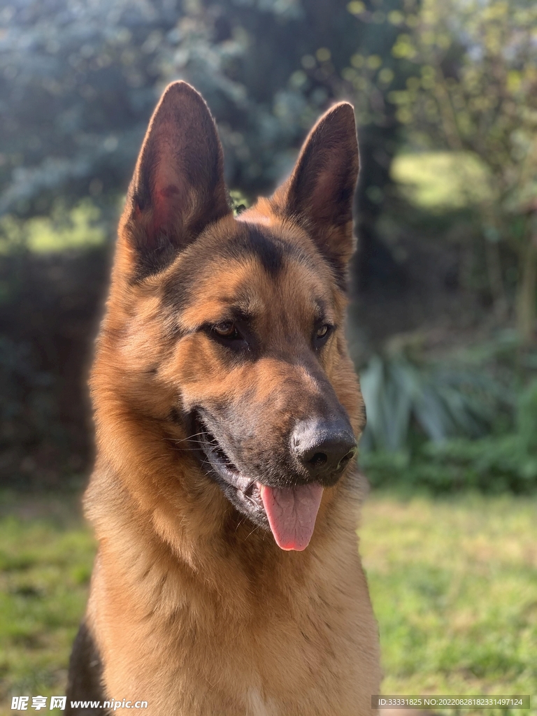 德国牧羊犬