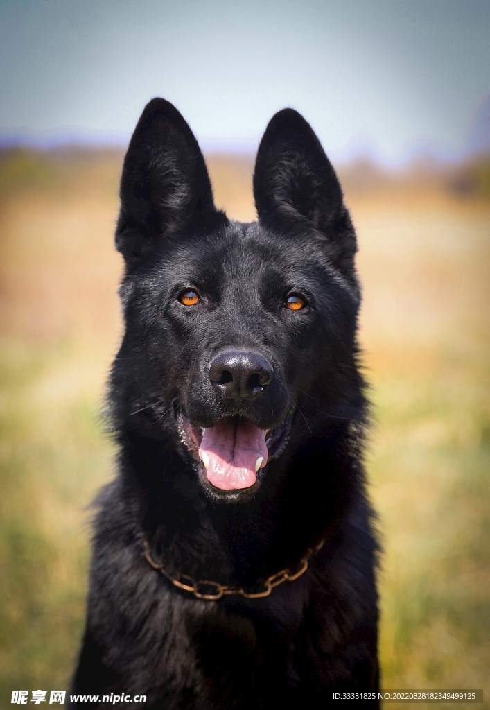 德国牧羊犬