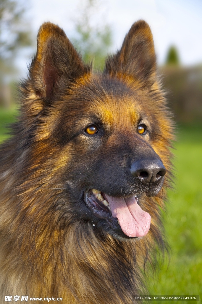 德国牧羊犬