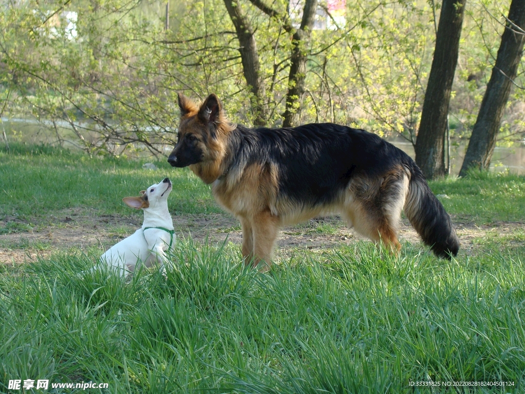 德国牧羊犬
